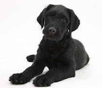 Black Labrador x Portuguese Water Dog puppy, Cassie.