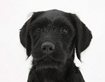 Black Labrador x Portuguese Water Dog puppy, Cassie.