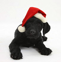 Black Labrador x Portuguese Water Dog puppy, Cassie, with Father Christmas hat on.