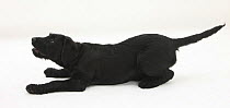 Black Labrador x Portuguese Water Dog puppy, Cassie, lying down, barking