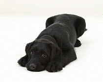 Black Labrador x Portuguese Water Dog puppy, Cassie, lying with chin on the floor.
