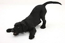 Black Labrador x Portuguese Water Dog puppy, Cassie, in play-bow.