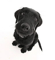 Black Labrador x Portuguese Water Dog puppy, Cassie, looking up.