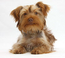 Yorkshire Terrier x Poodle puppy, Swede.