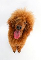 Red toy Poodle, Reggie, looking up.