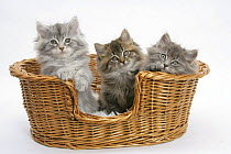 Three Maine Coon kittens, 8 weeks, in a basket.