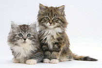 Two Maine Coon kittens, 8 weeks