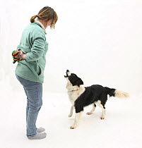 Black-and-white Border Collie barking at owner. Model released