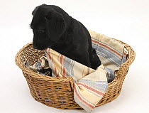 Black Labrador x Portuguese Water Dog puppy, Cassie, chewing her blanket in basket