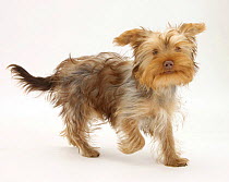 Yorkshire Terrier x Poodle puppy, Swede, running.