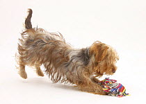 Yorkshire Terrier x Poodle puppy, Swede, playing with a ragger toy.