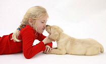 Yellow Labrador Retriever puppy, 7 weeks, licking the nose of a girl. Model released