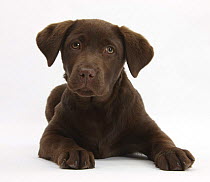 Chocolate Labrador puppy, Lucie, 3 months, lying down, with head cocked on one side