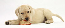 Yellow Labrador Retriever puppy, 8 weeks, chewing a rawhide shoe.
