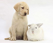 Yellow Labrador Retriever puppy, 8 weeks, with white rabbit.