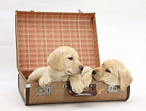 Yellow Labrador Retriever puppies, 8 weeks, in a suitcase, ready to go on holiday.