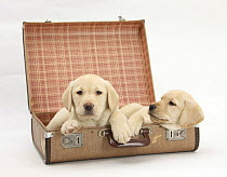 Yellow Labrador Retriever puppys, 8 weeks, in a suitcase, ready to go on holiday.