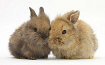 Two baby Lionhead-cross rabbits.