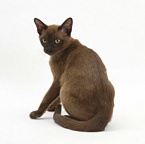 Young Burmese cat, sitting, looking over shoulder