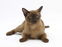 Young Burmese cat, lying down with head raised
