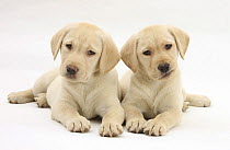 Two Yellow Labrador Retriever puppy, 9 weeks, with heads cocked to one side