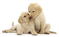 Two Yellow Labrador Retriever puppies, 10 weeks, touching noses.