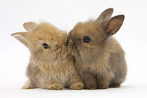 Two baby Lionhead-cross rabbits, touching noses