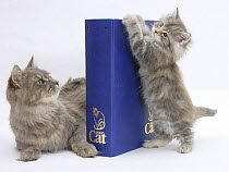 Maine Coon mother cat, Serafin, with kitten reaching with paws on 'Your Cat' binder