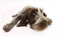 Brown Roan Italian Spinone puppy, Riley, 13 weeks, lying with chin on the ground