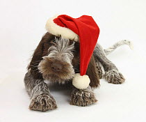 Brown Roan Italian Spinone puppy, Riley, 13 weeks, wearing a Father Christmas hat