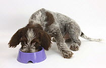 Brown Roan Italian Spinone puppy, Riley, 13 weeks, eating from a plastic bowl
