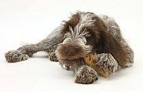 Brown Roan Italian Spinone puppy, Riley, 13 weeks, chewing a rawhide shoe