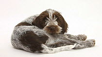 Brown Roan Italian Spinone puppy, Riley, 13 weeks, lying looking over his shoulder