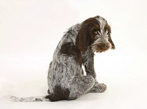 Brown Roan Italian Spinone puppy, Riley, 13 weeks, sitting looking over his shoulder