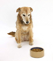 Lakeland Terrier x Border Collie, Bess, 14 years, looking forlornly at her food