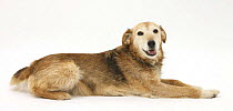 Lakeland Terrier x Border Collie, Bess, 14 years old