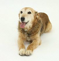 Lakeland Terrier x Border Collie, Bess, 14 years, panting