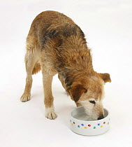 Lakeland Terrier x Border Collie, Bess, 14 years, drinking from a bowl