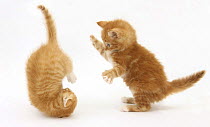 Two Ginger kittens, 7 weeks, play-fighting