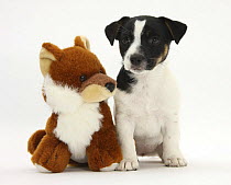 Jack Russell Terrier puppy, Ruby, 9 weeks, with soft toy fox