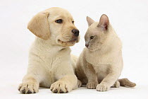 Yellow Labrador Retriever bitch puppy, 9 weeks, and young Burmese cat