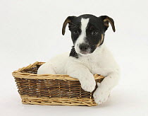 Jack Russell Terrier puppy, Ruby, 9 weeks, in a wicker basket