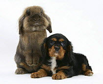Black-and-tan Cavalier King Charles Spaniel puppy and Lionhead rabbit