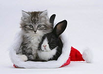 Maine Coon kitten, 8 weeks, and baby Dutch x Lionhead rabbit in a Father Christmas hat