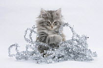 Maine Coon kitten, 8 weeks, playing with tinsel