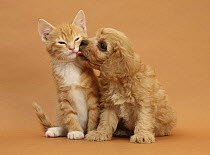 Cavapoo (Cavalier King Charles Spaniel x Poodle) puppy licking ginger kitten