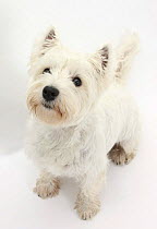 West Highland White Terrier, Betty, looking up
