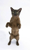 Burmese male cat, Murray, 9 months, standing on hind legs