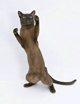 Burmese male cat, Murray, 9 months, standing on hind legs reaching out