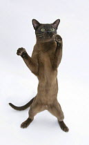 Burmese male cat, Murray, 9 months, standing on hind legs reaching out